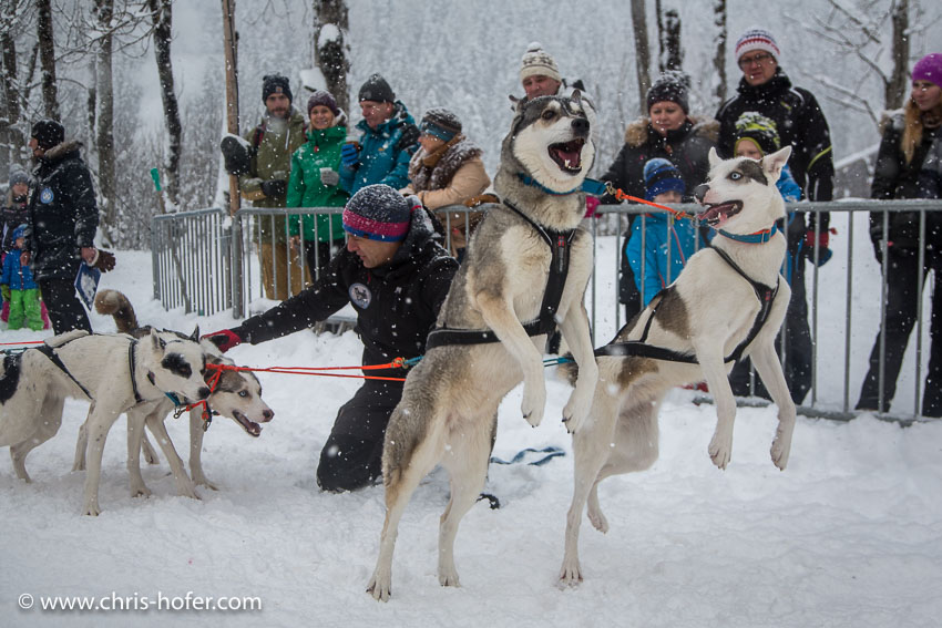 Hundeschlittenrennen Werfenweng 08.01.2017 Foto: Chris Hofer Bild zeigt: aufgeregte Hunde beim Start