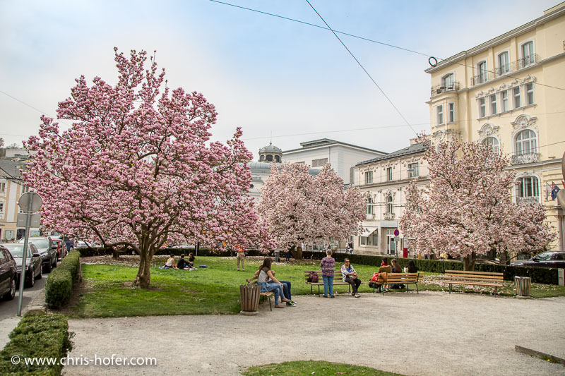 Magnolien am Makartplatz in Salzburg, 2016-04-05, Foto: Chris Hofer