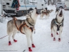 Hundeschlittenrennen Werfenweng 08.01.2017 Foto: Chris Hofer Bild zeigt: die Hunde von Lisa Klaushofer ungeduldig vor dem Start
