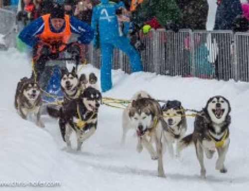 Bilder :: Schlittenhunderennen Werfenweng 2017